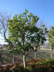 S社様･緑地帯･手入れ③
