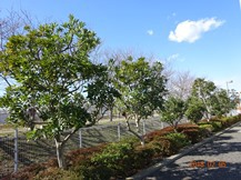 S社様･緑地帯･手入れ③