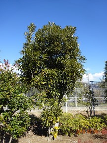 S社様･緑地帯･手入れ④