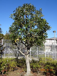 S社様･緑地帯･手入れ④