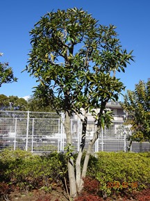 S社様･緑地帯･手入れ④