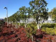S社様･緑地帯･手入れ④