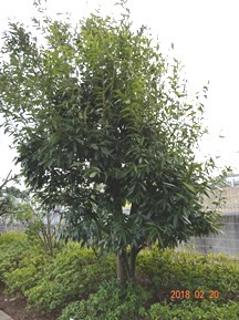 S社様･緑地帯･手入れ⑨