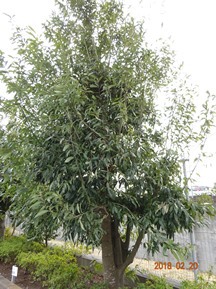 S社様･緑地帯･手入れ⑨