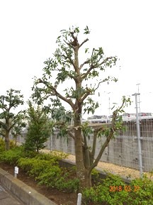 S社様･緑地帯･手入れ⑨