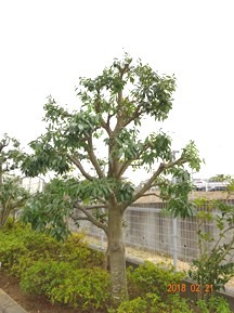 S社様･緑地帯･手入れ⑨