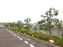 S社様･緑地帯･手入れ⑨