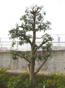 S社様･緑地帯･手入れ⑩