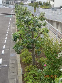 S社様･緑地帯･手入れ⑩