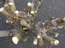 S社様･緑地帯･手入れ⑩