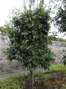S社様･緑地帯･手入れ⑩