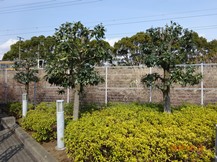 S社様･緑地帯･手入れ⑩
