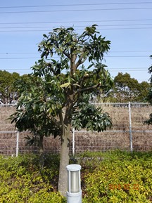 S社様･緑地帯･手入れ⑩