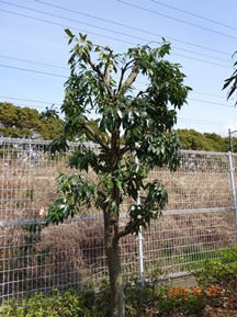 S社様･緑地帯･手入れ⑩