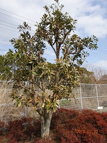 ★植物にも「体感温度」が？★