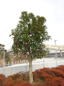 S社様･緑地帯･手入れ⑩