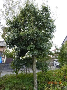 S社様･緑地帯･手入れ⑪