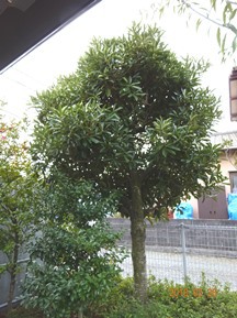 S社様･緑地帯･手入れ⑪
