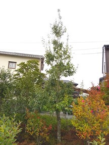 S社様･緑地帯･手入れ⑪