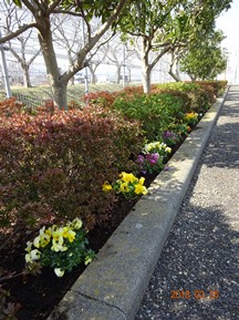 S社様･緑地帯･手入れ⑪
