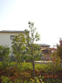 S社様･緑地帯･手入れ⑪