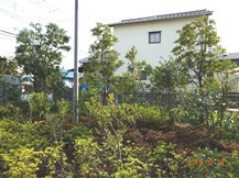 S社様･緑地帯･手入れ⑪