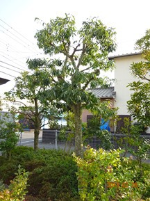 S社様･緑地帯･手入れ⑪