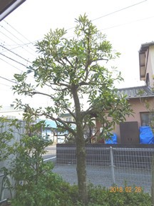 S社様･緑地帯･手入れ⑪