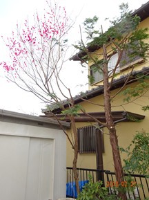 ★MK様邸・お庭の手入れ★