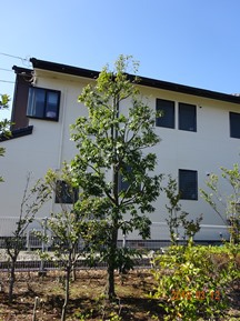 S社様･緑地帯･手入れ⑫