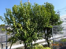 S社様･緑地帯･手入れ⑫