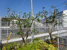 S社様･緑地帯･手入れ⑫