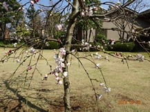 ★M様邸・お庭の手入れ★