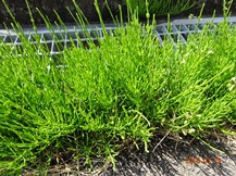★OK様邸・お庭の手入れ★
