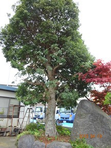 ヤマモモ 植木屋じぃじ 剪定 伐木 草刈 消毒 富士市 富士市 富士宮市