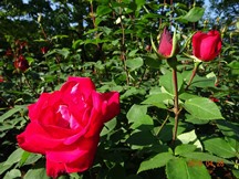 ★広見公園の薔薇の蕾が★