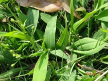 ★M様邸・芝生の管理★