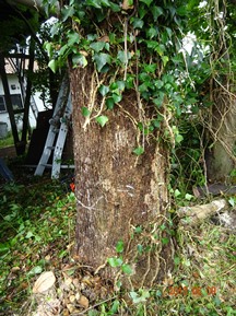 ★クスノキの伐木★