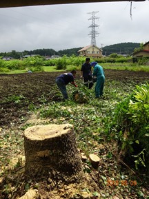 ★クスノキの伐木★