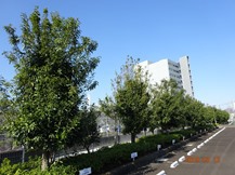 ★S社様･シラカシの剪定★