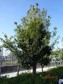 ★S社様･シラカシの剪定★