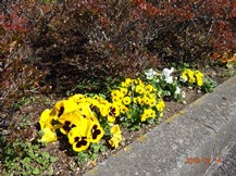 S社様･芝桜が咲きだした。