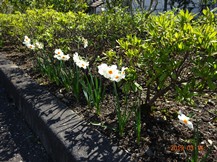 S社様･芝桜が咲きだした。