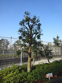 ★S社様･シラカシの剪定★