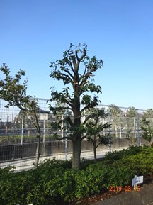 ★S社様･シラカシの剪定★