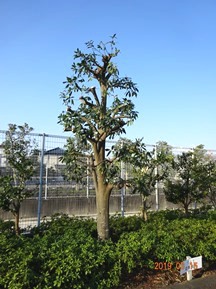 ★S社様･シラカシの剪定★
