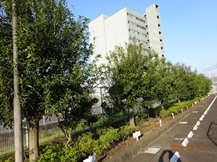 ★S社様･シラカシの剪定★