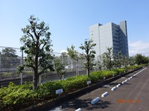 ★S社様･シラカシの剪定★