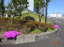 S社様･芝桜が咲きだした。