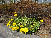 S社様･芝桜が咲きだした。